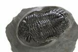 Detailed Hollardops Trilobite Fossil - Ofaten, Morocco #325967-1